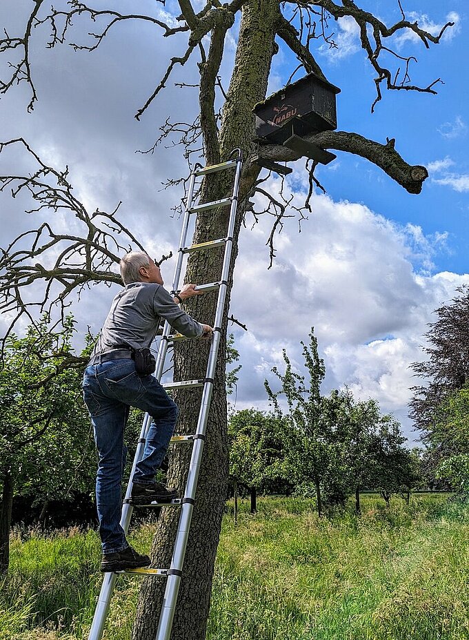 Jörg Tilmans bei der Steinkauzkontrolle auf der Streuobstwiese (Foto Jürgen Steidel)