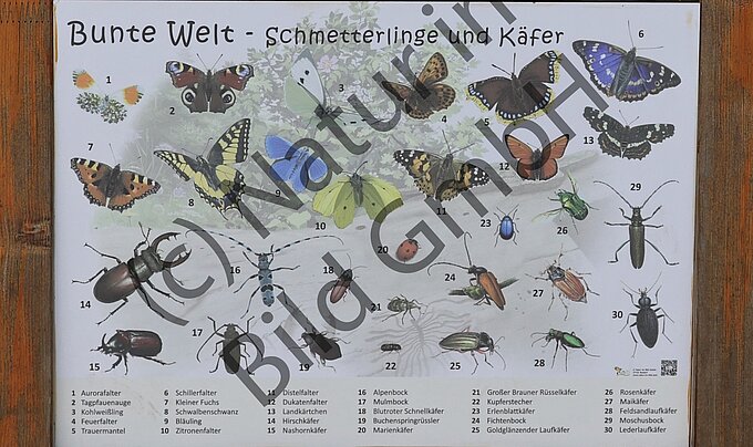 Infotafel Schmetterlinge im Schlosspark Neersen. Foto: NABU Willich