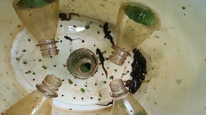Eimerfalle mit Teichmolchen. Foto: Anke Klusen