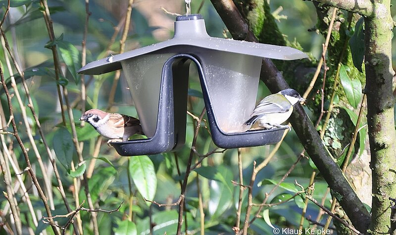 Feldsperling und Kohlmeise. Foto: NABU Krefeld/Viersen Klaus Keipke