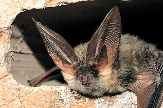 Graues Langohr. Foto: Dietmar Nill