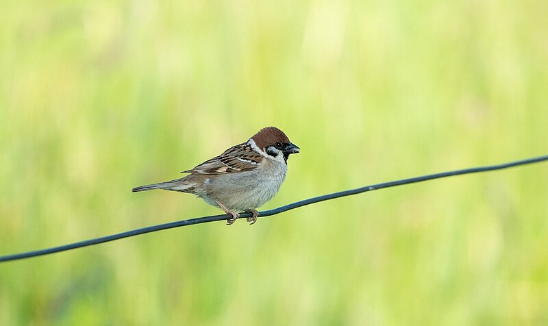 Feldsperling. Foto: Biologische Station Krickenbecker Seen, Elisabeth Bierhaus