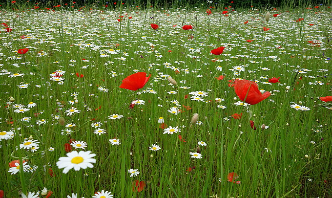 Foto: NABU Naturschutzhof