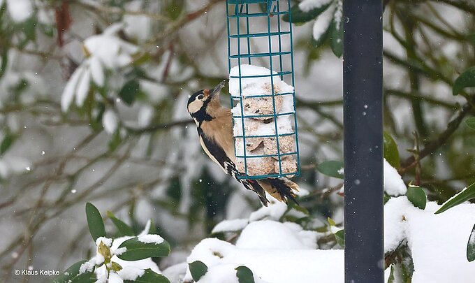 Buntspecht, Foto: Klaus Keipke
