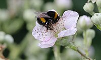 Erdhummel auf Brombeerblüte, Foto: NABU KR/VIE Klaus Keipke