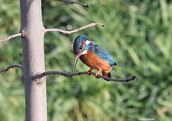 Eisvogel an der Niers, Foto: Klaus Keipke