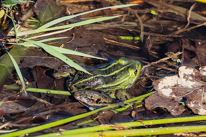 Teichfrosch. Foto: Anke Klusen