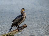Kormoran, Foto: Anke Klusen