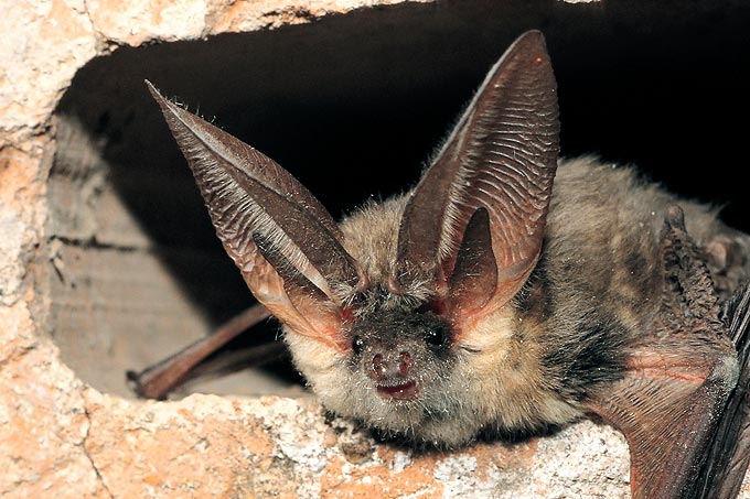 Graues Langohr. Foto: Dietmar Nill